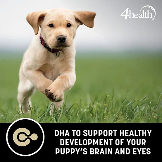4health with Wholesome Grains Puppy Formula Dry Dog Food, 5lb