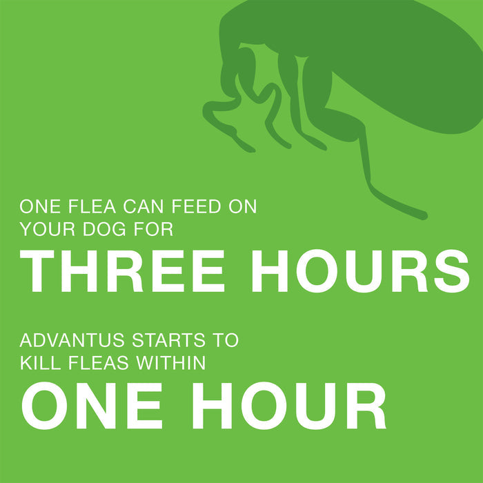One flea can feed on your dog for three hours.  Advantus starts to kill fleas within one hour.