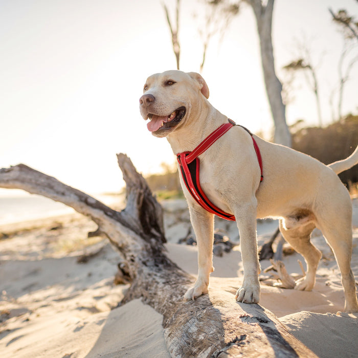 EzyDog Chest Plate Dog Harness