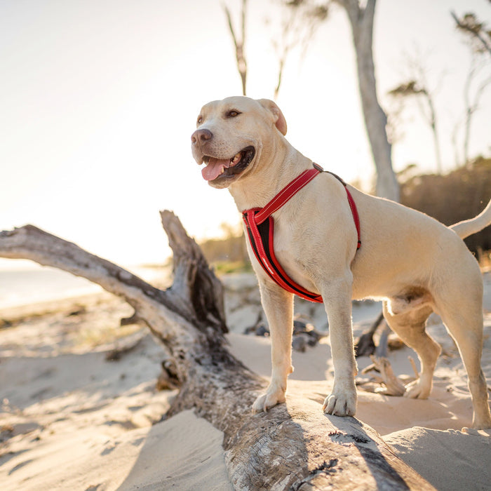 EzyDog Chest Plate Dog Harness - Orange