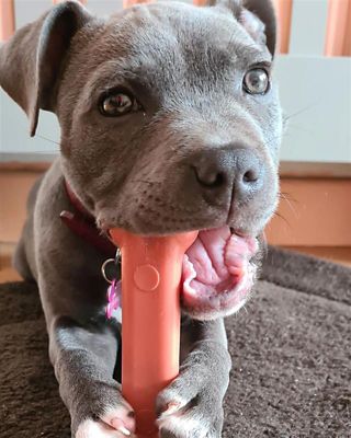 Durable Bacon Bone Wolf