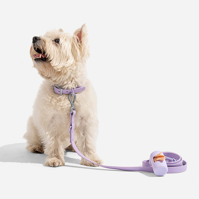 Wild One Dog Collar - Lilac
